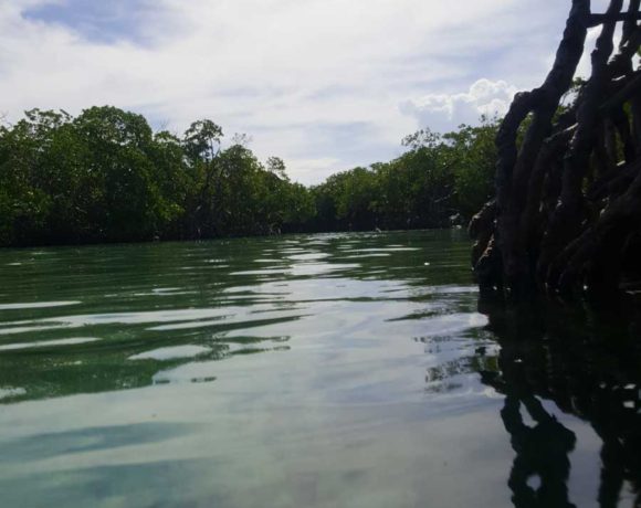 Wetlands in Puerto Rico
