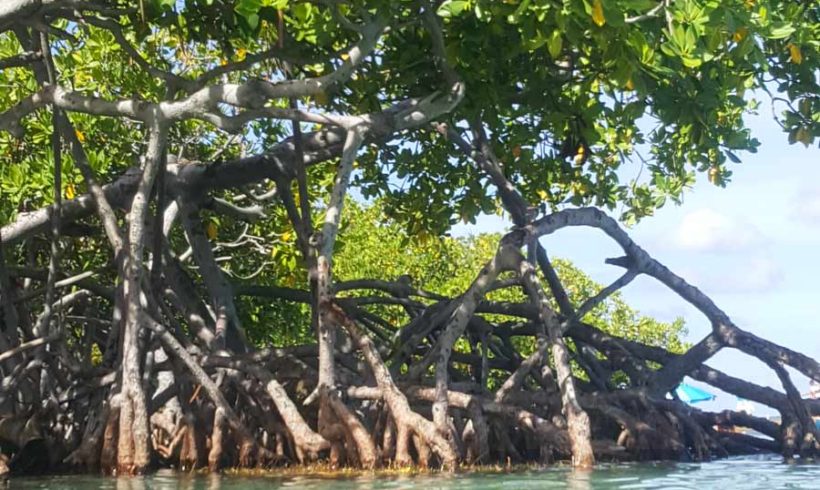 Wetlands in Puerto Rico
