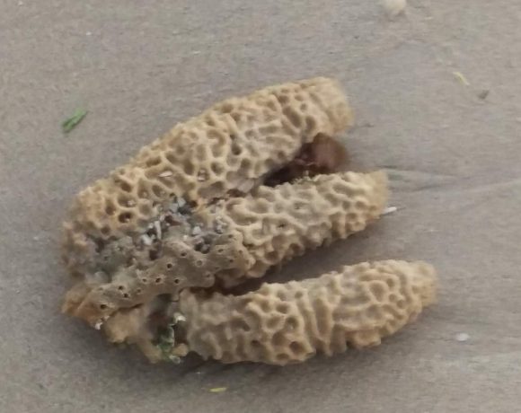 Corals