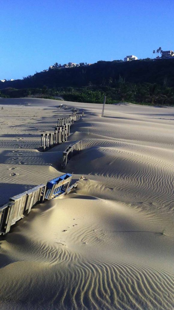 Isabela Dunes Restoration