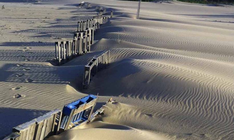 Isabela Dunes Restoration