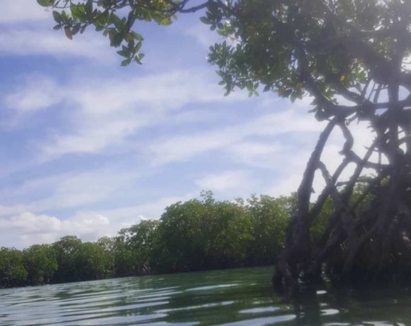 Wetlands in Puerto Rico